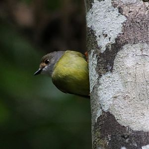 Pale-yellow Robin - Kuranda