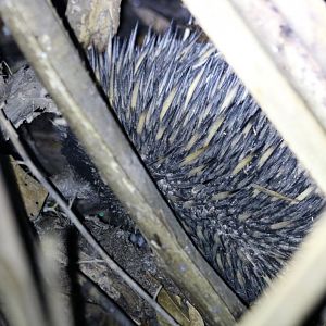 Short-beaked Echidna at the Cairns Botanic Garden