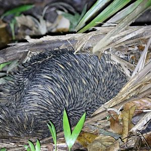 Short-beaked Echidna at the Cairns Botanic Garden