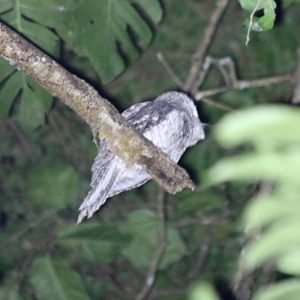 Papuan Frogmouth at the Cairns Botanic Garden