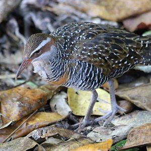 Buff-banded Rail - Green Island