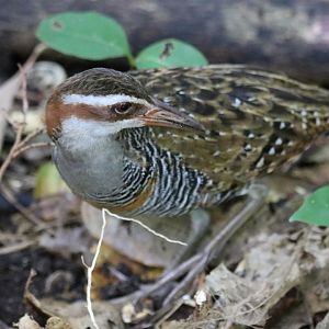 Buff-banded Rail - Green Island