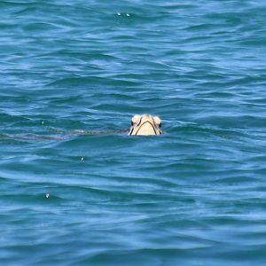Green Sea Turtle - Green Island