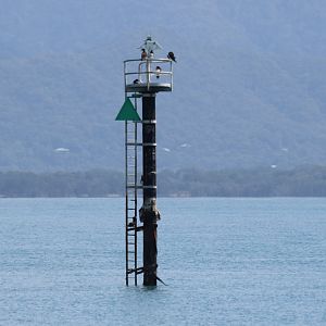 Brown Boobies in the Cairns Harbour