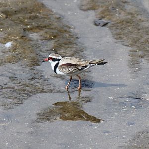 Black-fronted Dotterel at the Cairns Esplanade