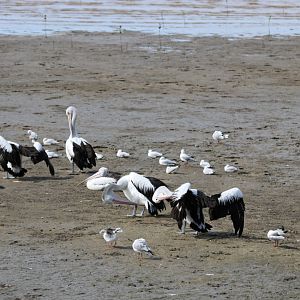 Pelicans and Gulls - Cairns Esplanade