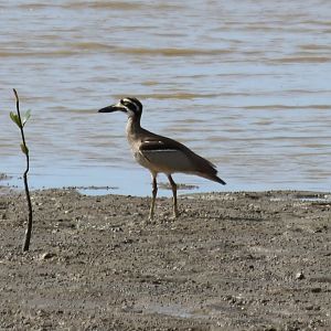 Beach Stone-curlew - Cairns Esplanade