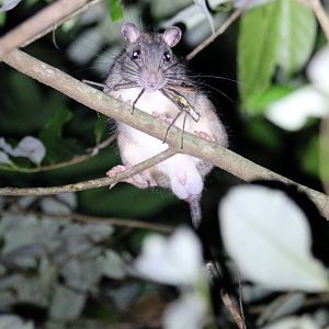 White-tailed Giant-rat - Mount Whitfield near the Botanic Gardens