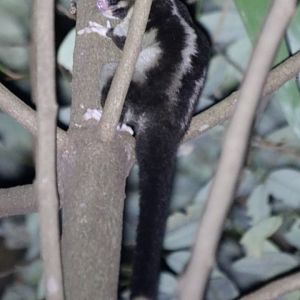 Striped Possum - Mount Whitfield near the Botanic Gardens