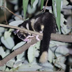 Striped Possum - Mount Whitfield near the Botanic Gardens