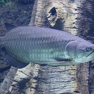 Gulf Saratoga (Jardini Arowana)