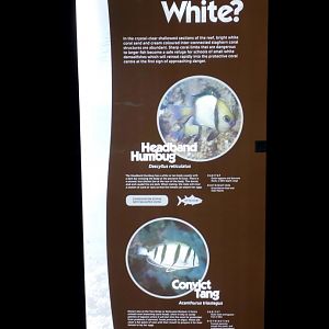 Colours of Fish Signage Example