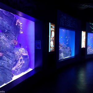 Different Colours of Fish Tanks