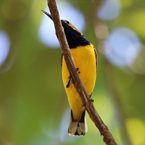 Olive-backed Sunbird - Cattana Wetlands