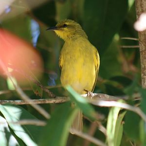 Yellow Honeyeater - Cattana Wetlands