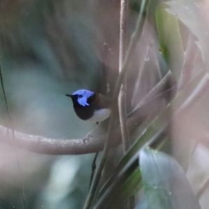 Lovely Fairy-wren - Cattana Wetlands