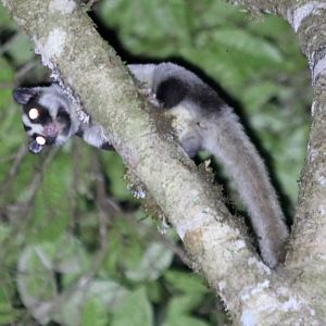 Another Striped Possum - Mount Lewis