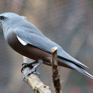 White-browed Woodswallow