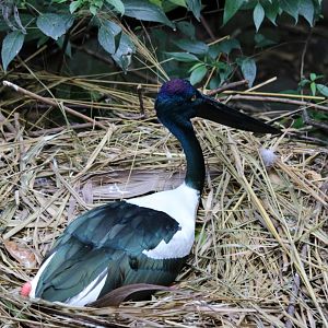 Black-necked Stork