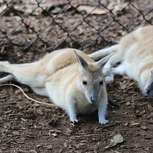 Northern Nailtail Wallabies