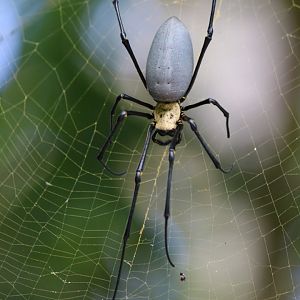 Golden Orb Spider