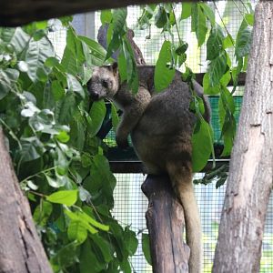 Lumholtz Tree Kangaroo