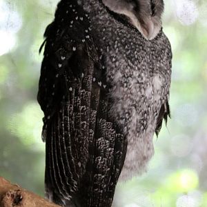 Lesser Sooty Owl