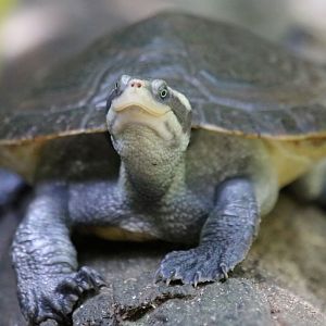 Krefft's River Turtle (I think)