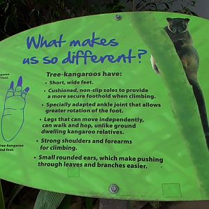 Tree Kangaroo Sign