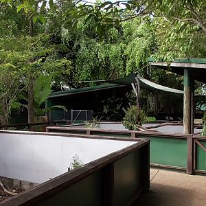 Koala, Tree Kangaroo, and Quoll Area