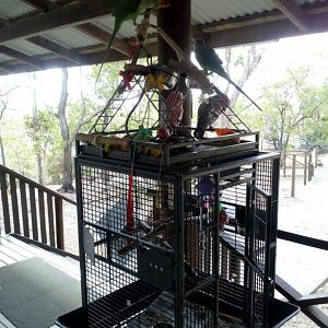 Exotic Birds at Granite Gorge