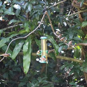 Chestnut-breasted Mannikins on Feeder - Kingfisher Park