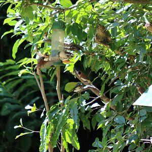 Chestnut-breasted Mannikins and Macleay's Honeyeater - Kingfisher Park