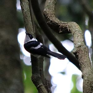 Pied Monarch - Kingfisher Park