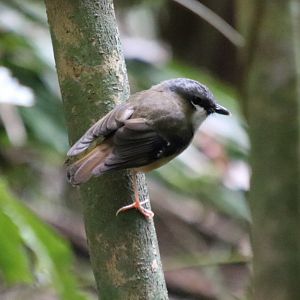 Grey-headed Robin - Kingfisher Park
