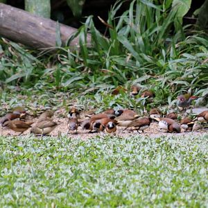 Chestnut-breasted Mannikins and Red-browed Finches - Kingfisher Park