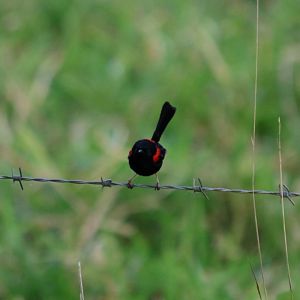 Red-backed Fairy-wren - Kingfisher Park
