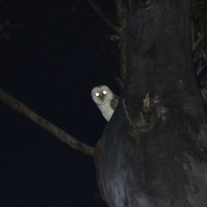 Eastern Barn Owl - Kingfisher Park