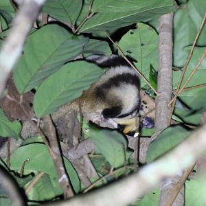Yet Another Striped Possum! (4th night in a row at different locations) - Kingfisher Park