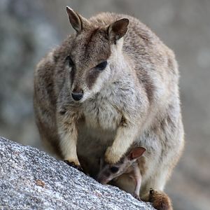 Mareeba Rock Wallaby with Joey - Granite Gorge
