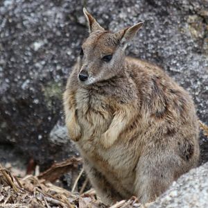 Mareeba Rock Wallaby - Granite Gorge