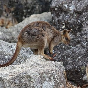 Mareeba Rock Wallabies - Granite Gorge
