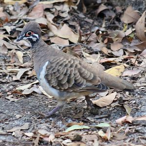 Squatter Pigeon - Granite Gorge