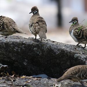 Squatter Pigeons - Granite Gorge