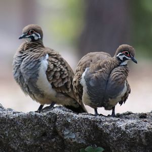 Squatter Pigeons - Granite Gorge
