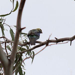 Pale-headed Rosella - Granite Gorge