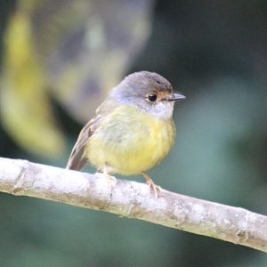 Pale-yellow Robin - Mount Hypipamee