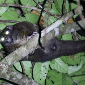 Lemuroid Ringtail Possum - Mount Hypipamee