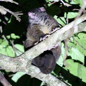 Lemuroid Ringtail Possum - Mount Hypipamee