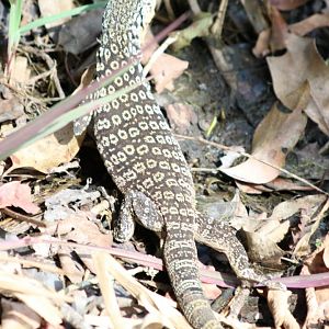 Goana Species - Hastie's Swamp